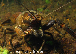 Koura, freshwater crayfish at lake Rotoiti, Bay of plenty... by Tony Breen 